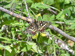 Image of Zerynthia rumina (Linnaeus 1758)