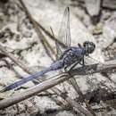 Image of brownwater skimmer