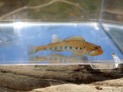 Image of Bluegrass darter