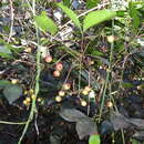 Image of Myrtaceae
