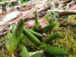 صورة Dendrobium lichenastrum (F. Muell.) Rolfe