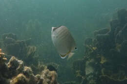 Image of Assarius Butterflyfish