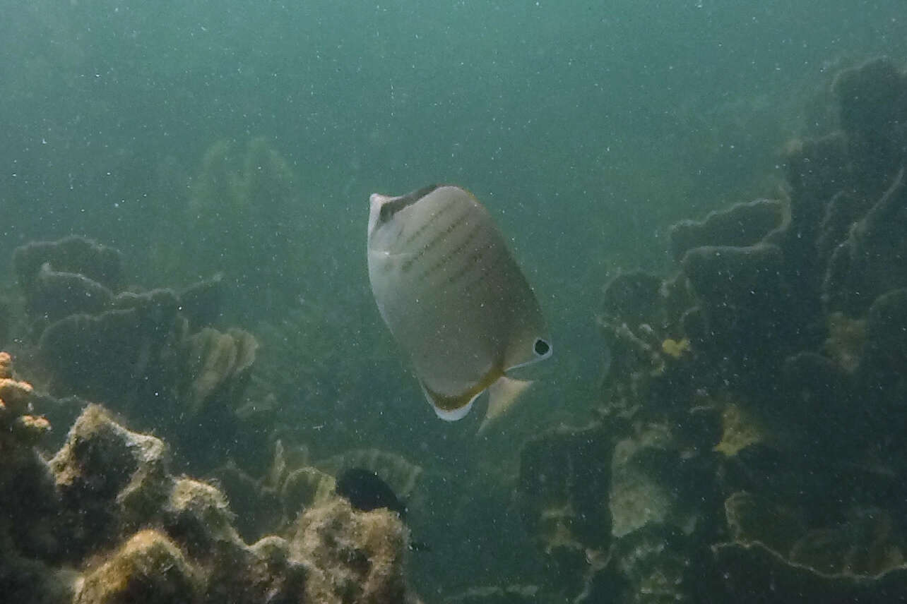 Image of Assarius Butterflyfish