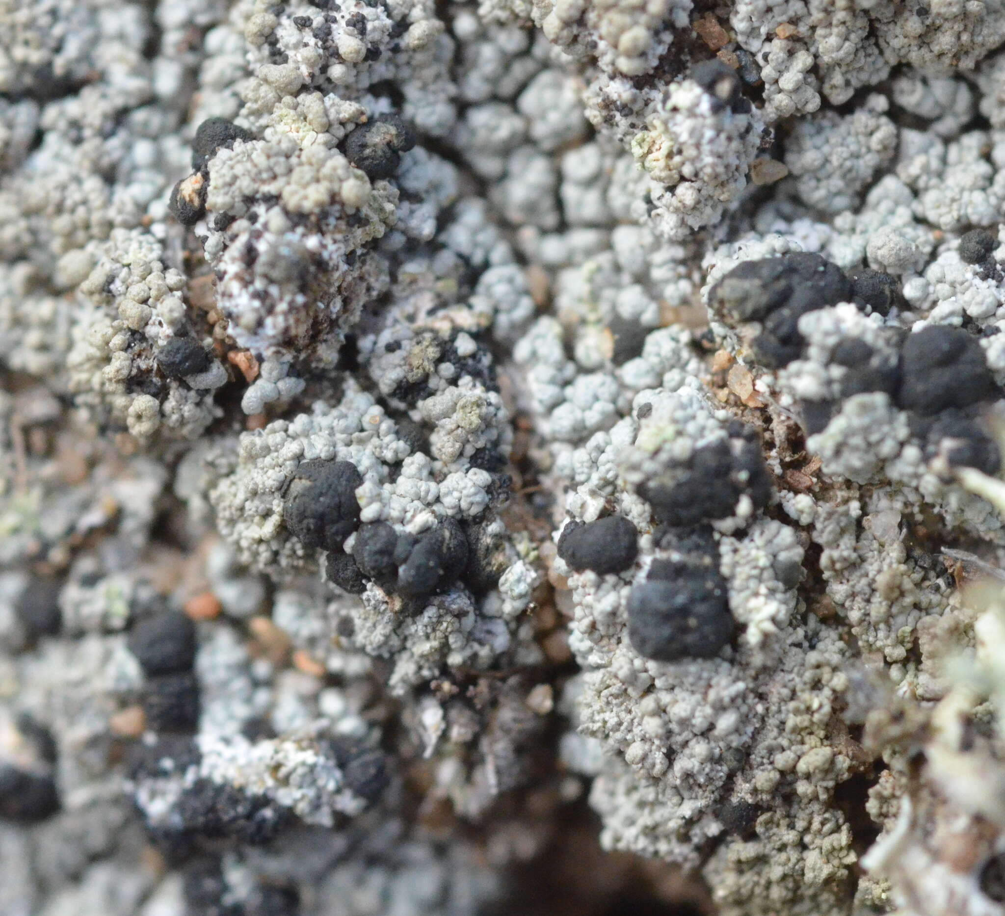 Image of granular trapeliopsis lichen