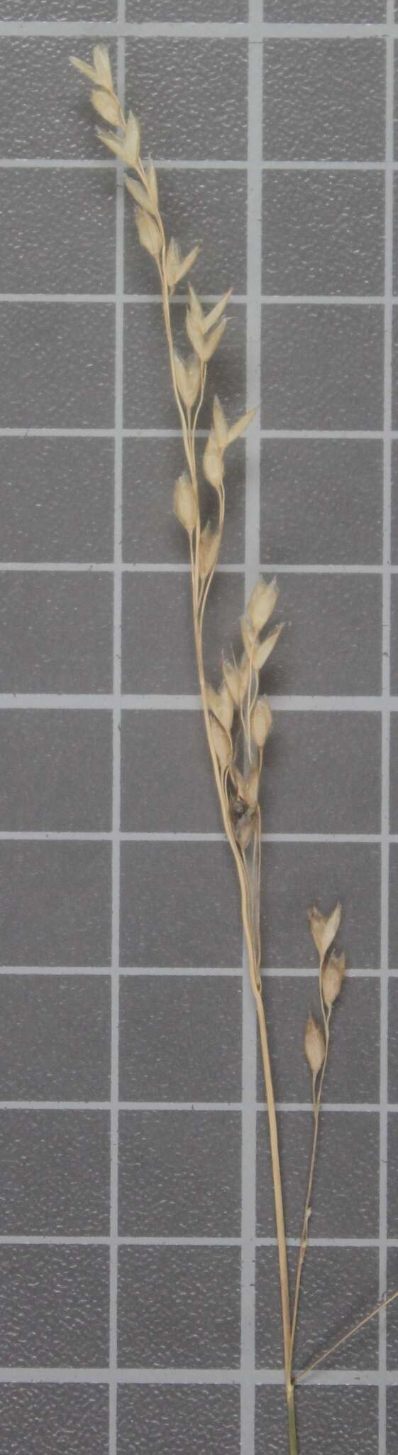 Image of pinyon ricegrass