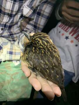 Image of Crescent-chested Puffbird