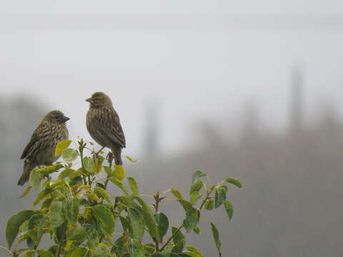 Image of Yellow Bishop