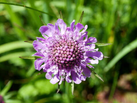 Image of glossy scabious