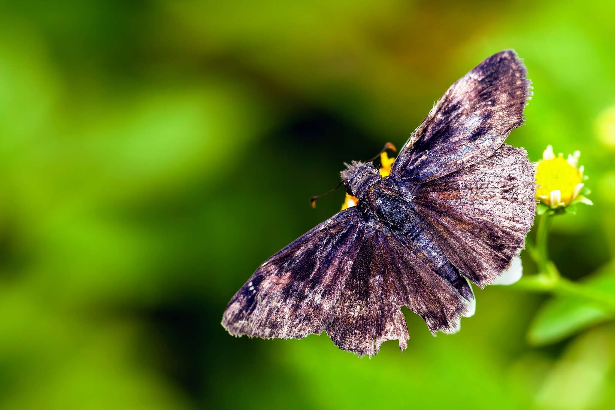 Image of Zarucco Duskywing