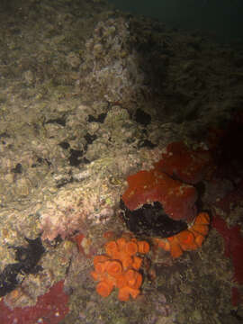 Image of Orange Cup Coral