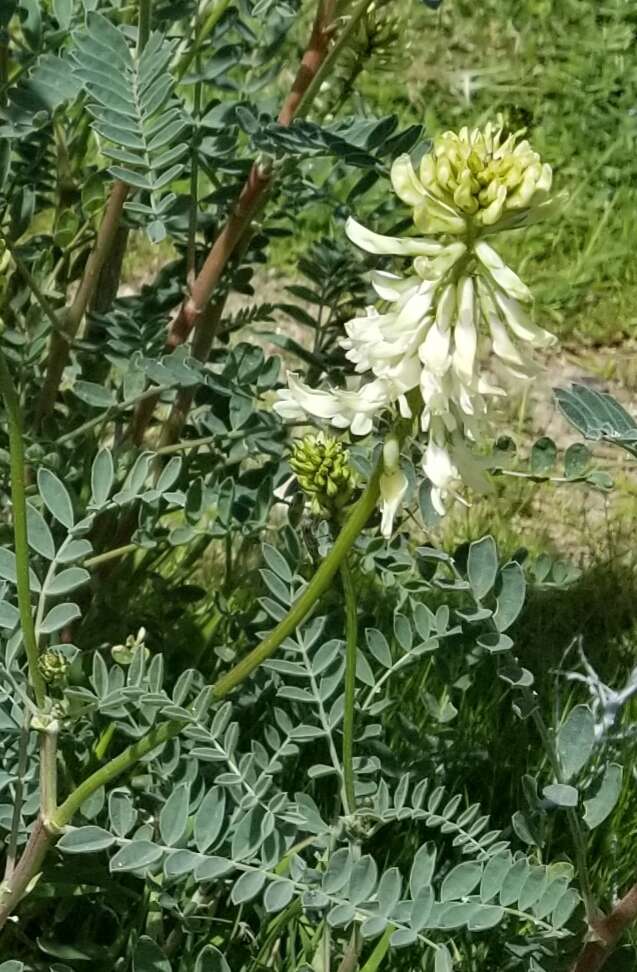 Imagem de Astragalus oxyphysus A. Gray