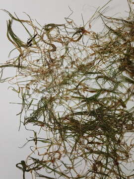 Image of horned pondweed