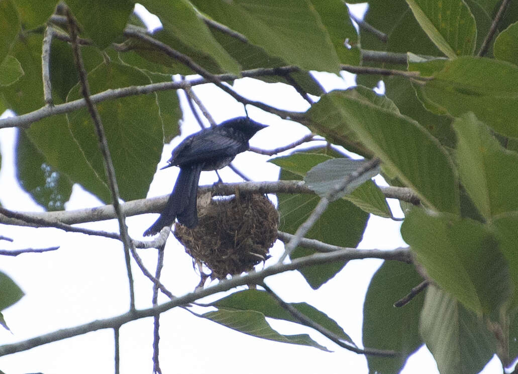 Image de Drongo bronzé