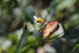 Image of Cethosia biblis Drury 1770