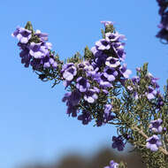 Image of Turpentine Mint-bush