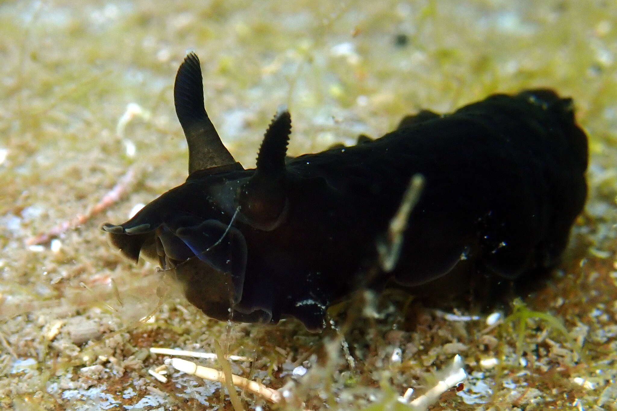 Image of Dendrodoris nigra (Stimpson 1855)