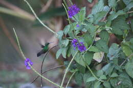 Image of Blue-vented Hummingbird