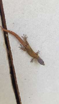 Image of Costa Rica Least GeckO