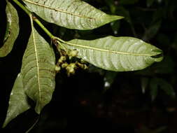 Image of Palicourea hazenii subsp. centroamericana