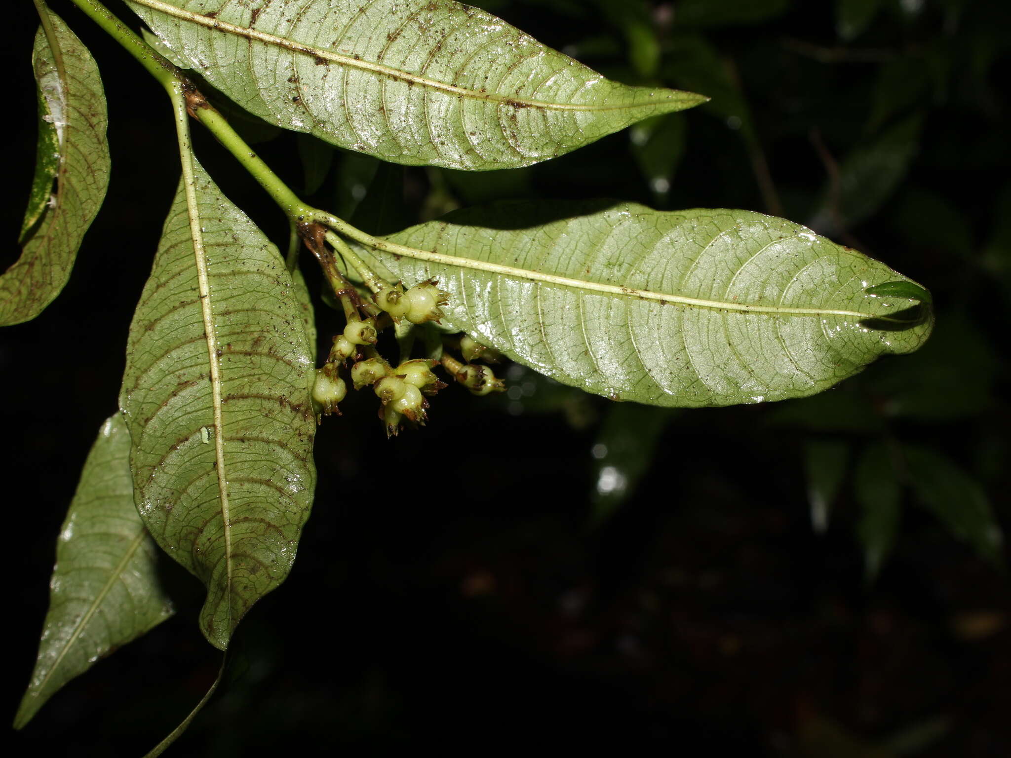 Image of Palicourea hazenii subsp. centroamericana