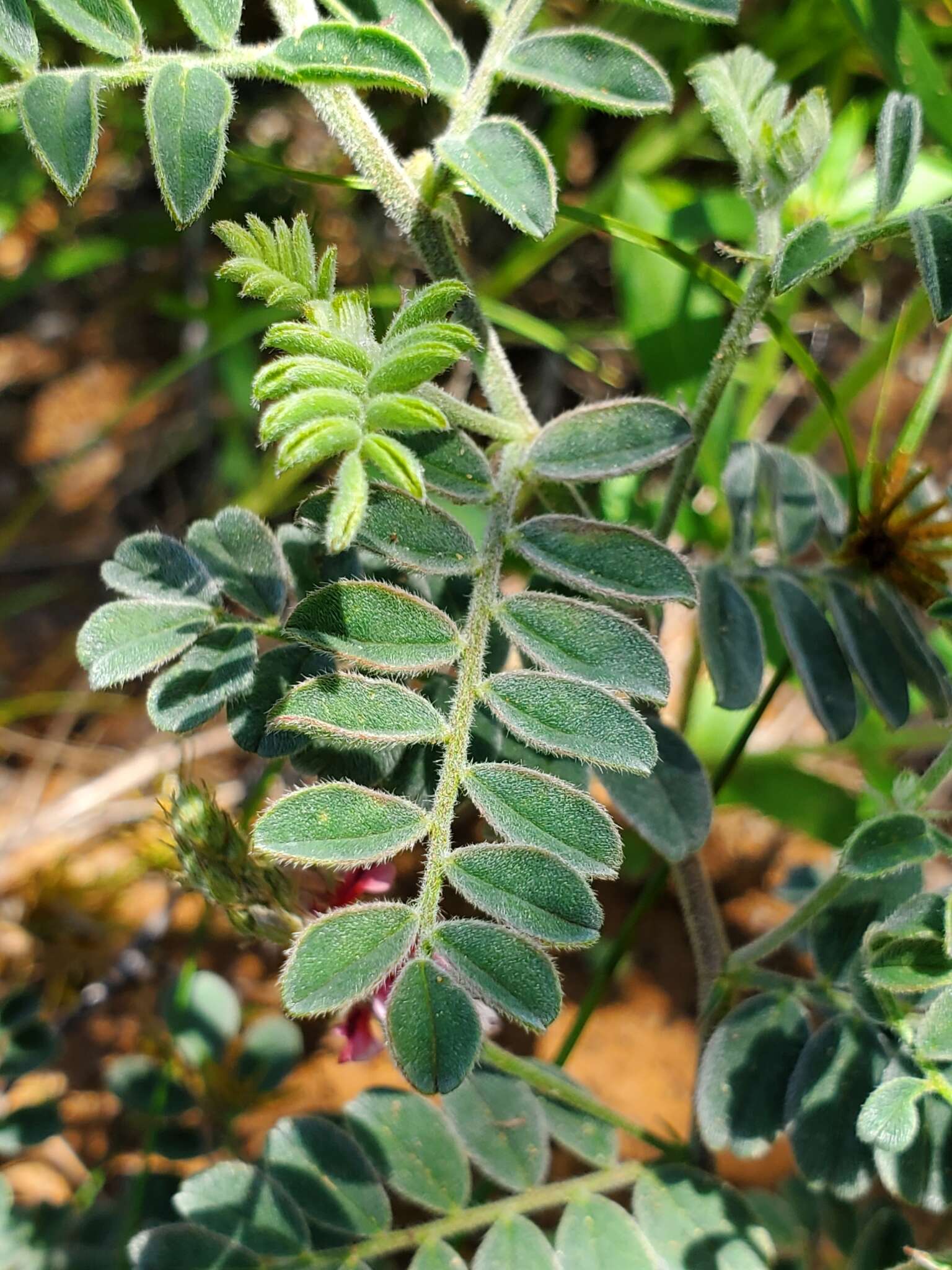 Imagem de Indigofera daleoides var. daleoides