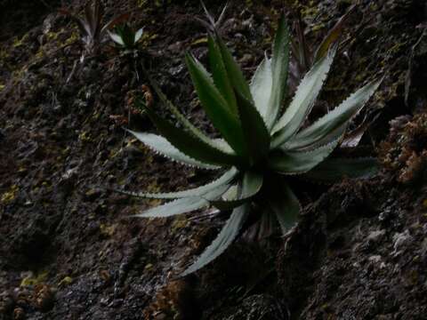 Agave horrida Lem. ex Jacobi resmi