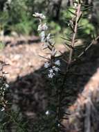 Image of Leucopogon ericoides (Sm.) R. Br.