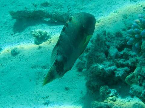 Image of Abudjubbe’s splendor wrasse