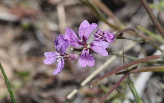 Image de Sibaropsis