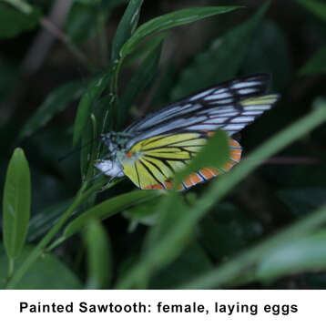 Image of Painted sawtooth