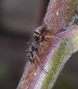 Imagem de Formica fusca Linnaeus 1758