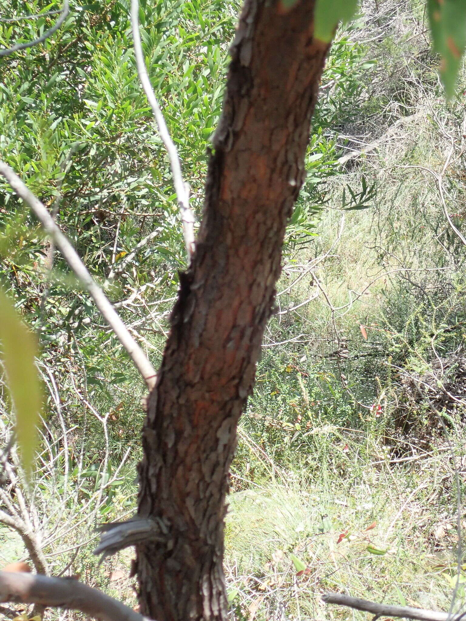 Image of red bloodwood