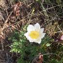 Pulsatilla scherfelii (Ullep.) Skalicko的圖片