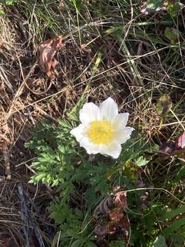 Plancia ëd Pulsatilla scherfelii (Ullep.) Skalicko