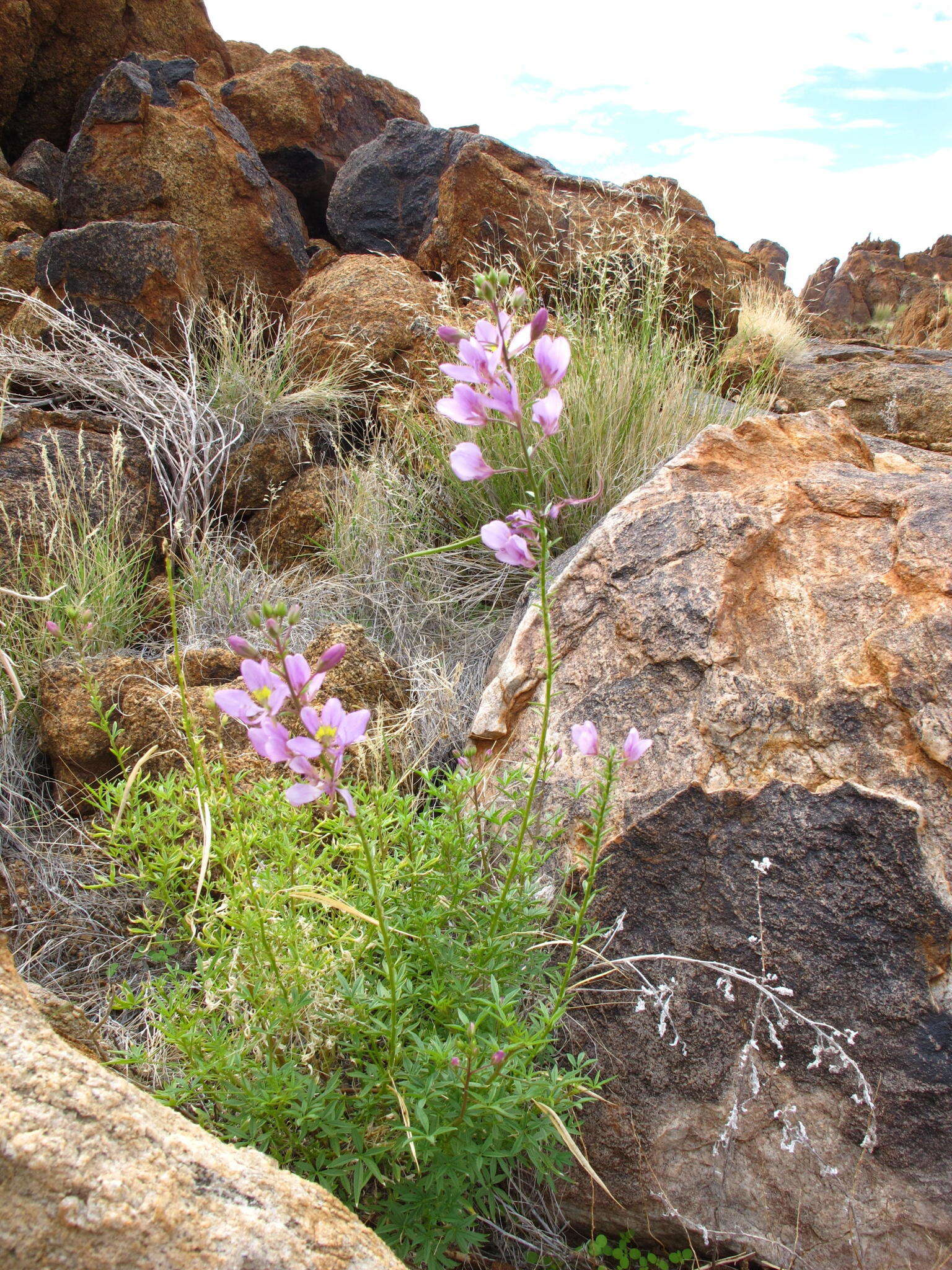 Image of <i>Cleome <i>oxyphylla</i></i> Burch. var. oxyphylla