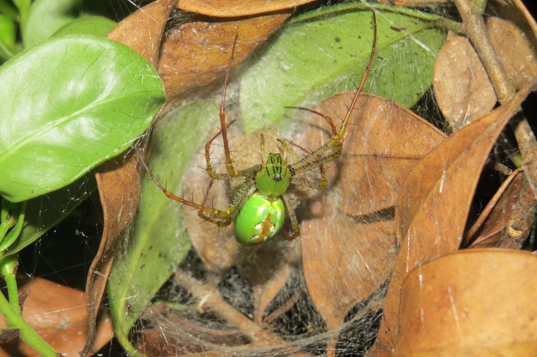 Image of Peucetia lucasi (Vinson 1863)