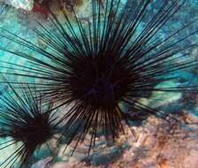 Image of Banded diadem urchin