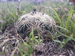 Image of Chihuahuan Foxtail Cactus