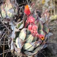 Image of Echeveria subalpina Rose & Purpus