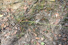 Image of Xanthorrhoea minor subsp. lutea D. J. Bedford