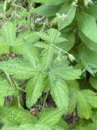 Image of Geranium gracile Ledeb. ex Nordm.