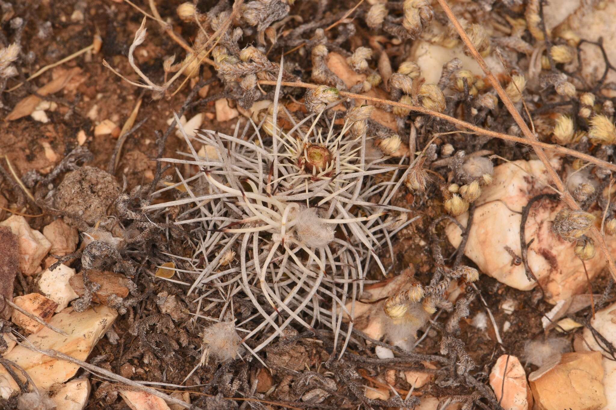 Image of Davis' green pitaya