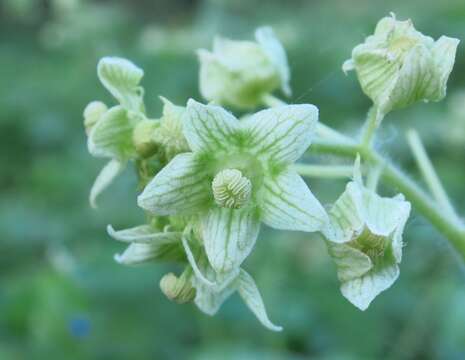 Image of oneseed bur cucumber