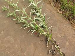 Cirsium engelmannii Rydb.的圖片