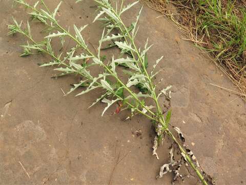 Image of Engelmann's thistle