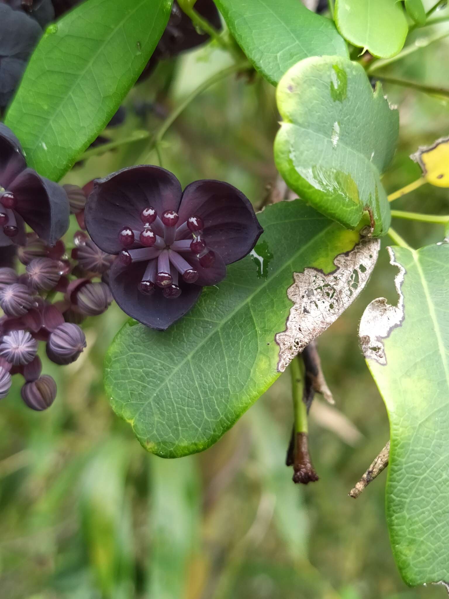 Imagem de Akebia longeracemosa Matsum.