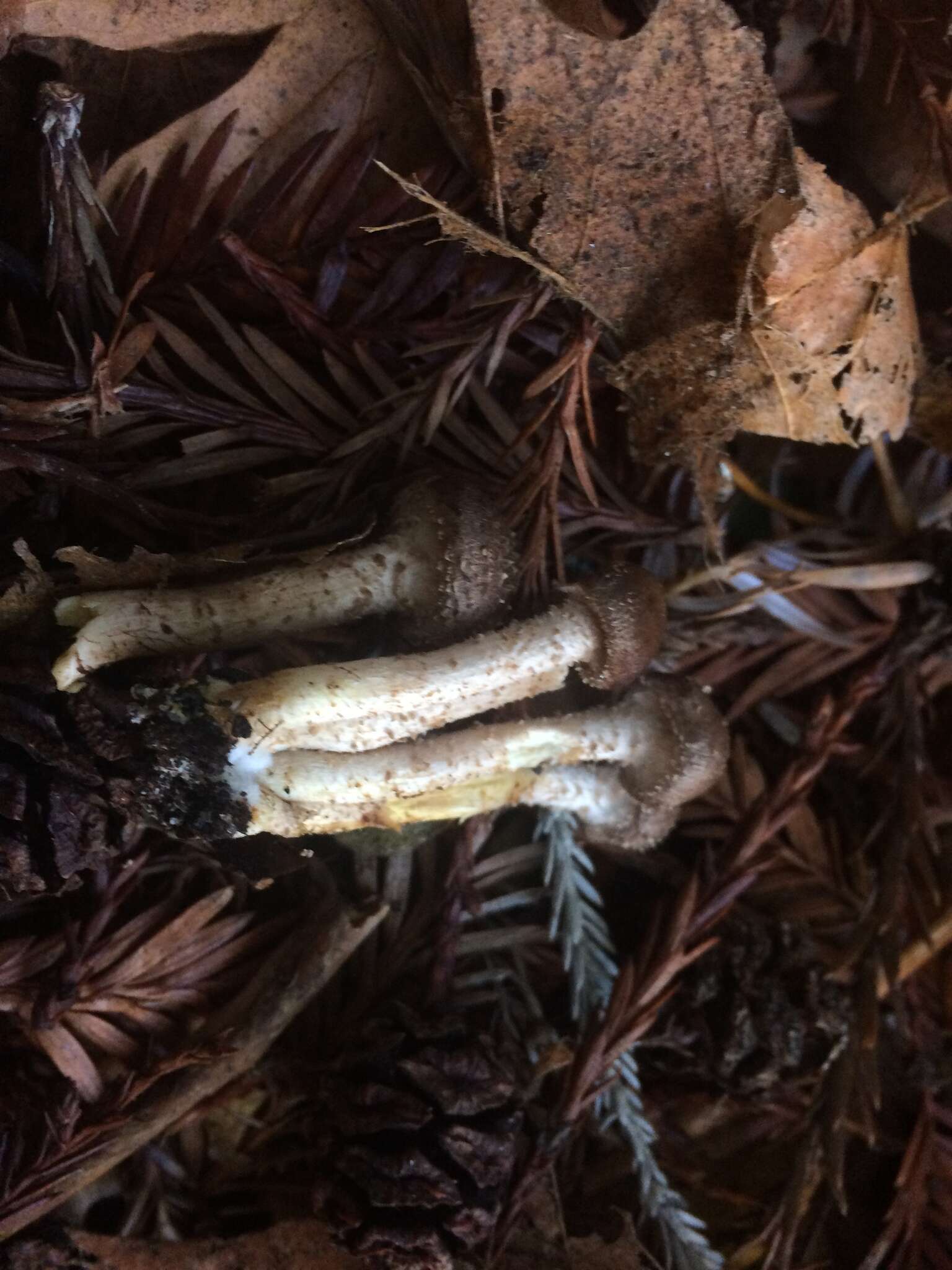 Image of Pholiota terrestris Overh. 1924