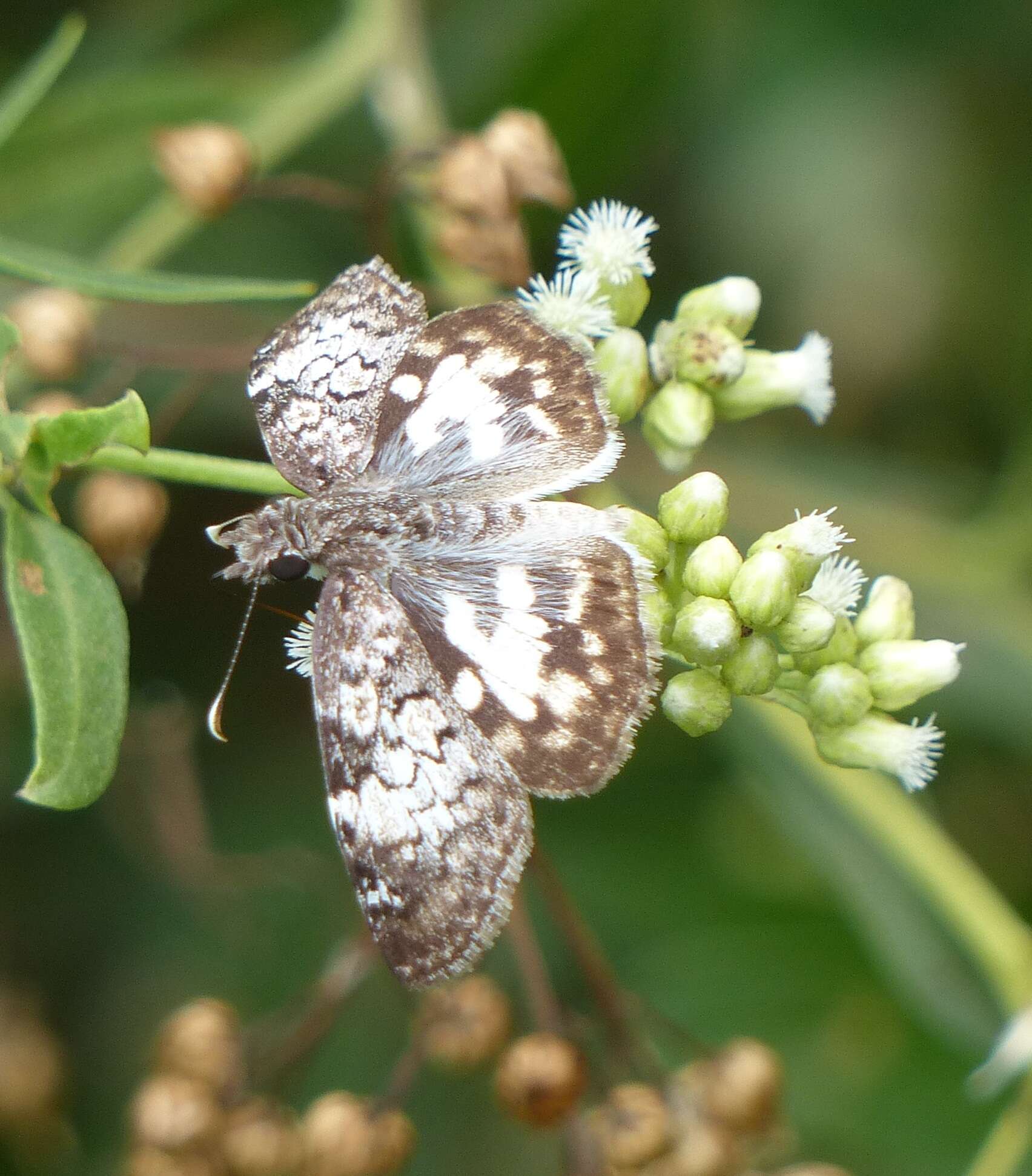 Image of Chiomara asychis autander Mabille 1891