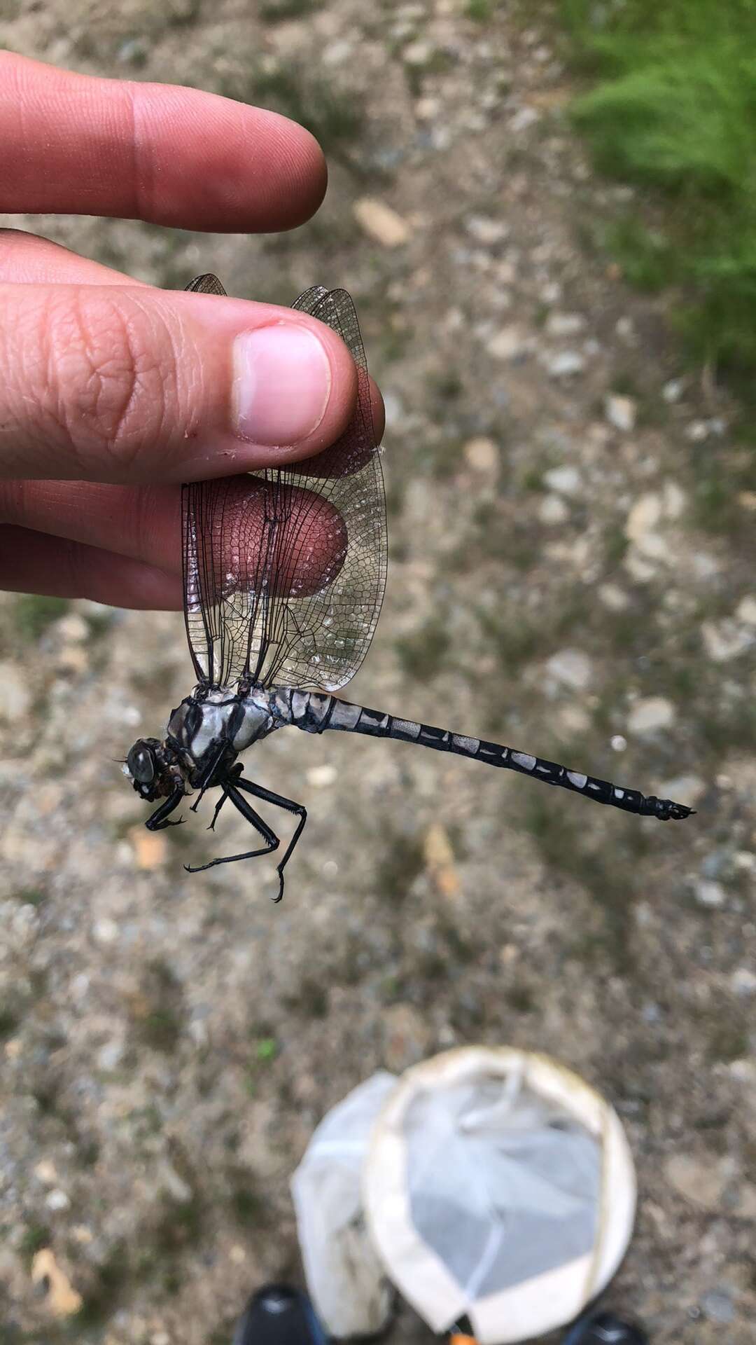 Image of Tachopteryx Uhler ex Selys 1859