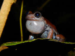 Hyloscirtus antioquia Rivera-Correa & Faivovich 2013的圖片